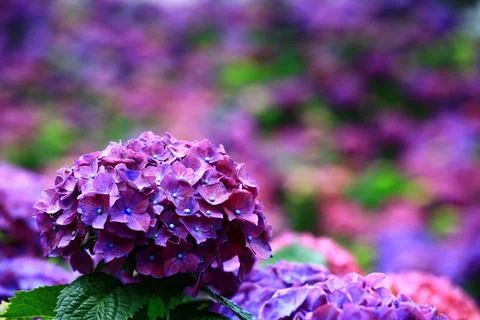 Beautiful view of blooming Hydrangea(Big-leaf Hyrdangea) flowers Stock Photos