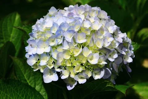 Beautiful view of blooming Hydrangea,Big-leaf Hyrdangea flowers Stock Photos