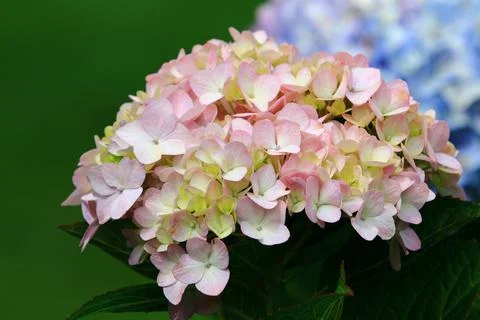 Beautiful view of blooming Hydrangea,Big-leaf Hyrdangea flower Stock Photos