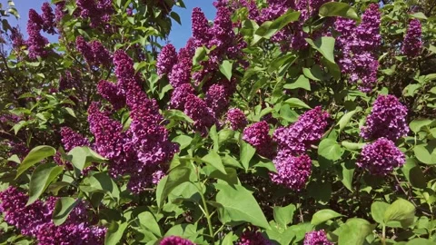 Beautiful view of blooming lilac Stock Footage 155765386