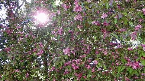 Beautiful view of the blossom apple tree with pink flowers and green leaves. Stock Footage 116479708