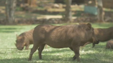 Beautiful view of boars playing in the grass garden Stock Footage 109198181