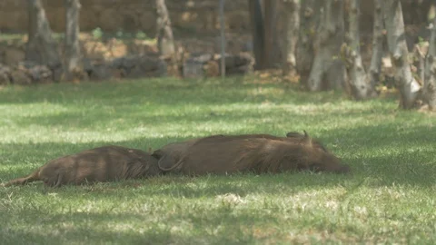 Beautiful view of boars sleeping on the grass Video stock 109198240