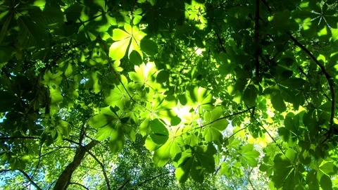 Beautiful view of branches of chestnut tree Stock Footage 275250235
