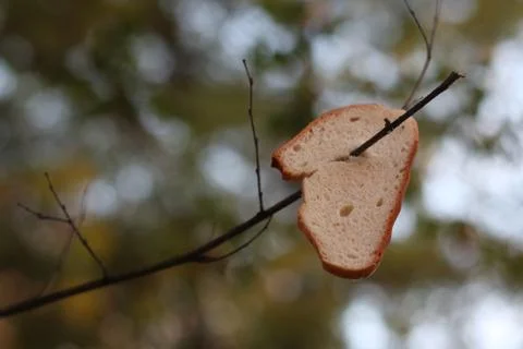 Beautiful view of bread instead of leaves on a branch Stock Photos