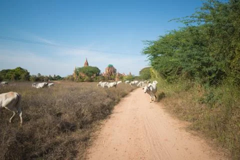 A beautiful view of buddhist temples and nature at Bagan, Myanmar. Stock Photos