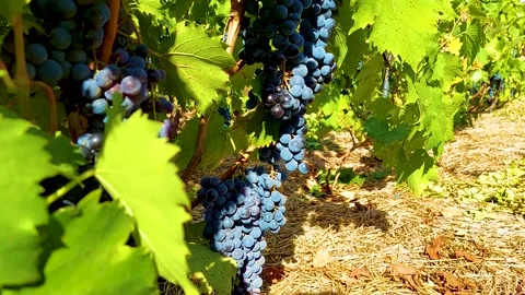 Beautiful view of the bunch of grapes Stock Footage 160291094