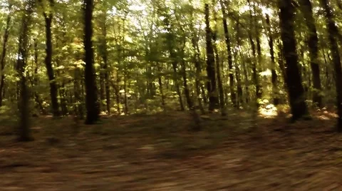 Beautiful View From the Car Driving Along a Forest Road in the Summer Stock Footage 59760964
