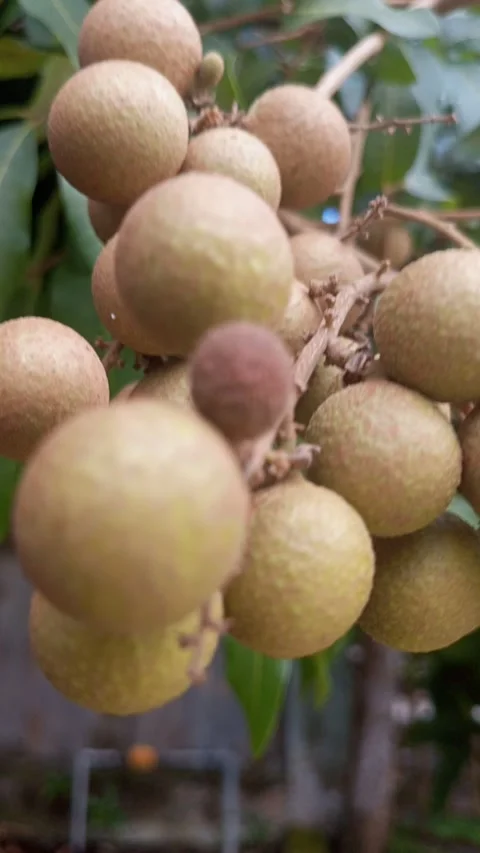 Beautiful view of cat's eye fruit in the yard Stock Footage 278459397