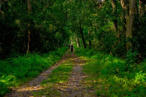 Beautiful view of a clay path inside of the forest in Chitwan National Park 스톡 사진