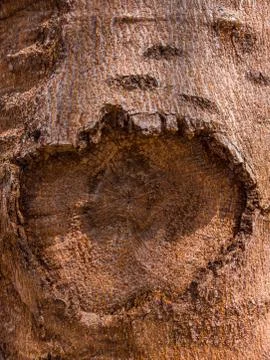 Beautiful view of closeup tree bark texture Stock Photos