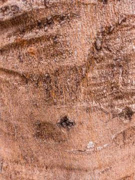 Beautiful view of closeup tree bark texture Stock Photos