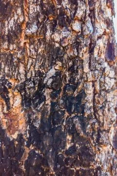 Beautiful view of closeup tree bark texture Foto stock