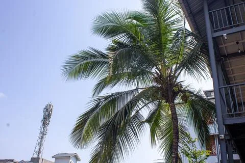 Beautiful view of the coconut trees with palm trees  in kottakkal, Kerala, .. Stock Photos