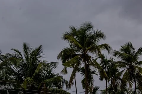 Beautiful view of the coconut trees with palm trees  in kottakkal, Kerala, .. Stock Photos