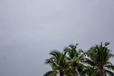 Beautiful view of the coconut trees with palm trees  in kottakkal, Kerala, .. Foto stock