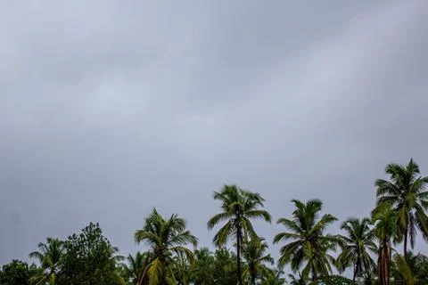 Beautiful view of the coconut trees with palm trees  in kottakkal, Kerala, .. Stock Photos