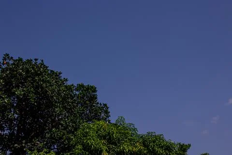 Beautiful view of the coconut trees with palm trees  in kottakkal, Kerala, .. Stock Photos