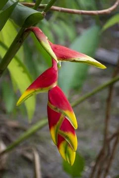 Beautiful view to colorful red flower of Heliconia in the amazon Stock Photos