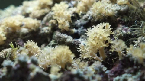 Beautiful view of the coral Stock Footage 66275082