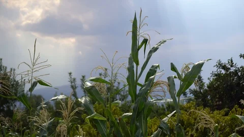 Beautiful view of corn farm during sunset Stock Footage 94068536