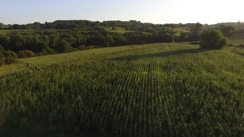 Beautiful view of the corn field from a height in summer Vídeo Stock 138014797