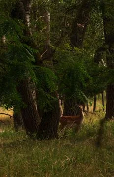 Beautiful view of a deer looking at the camera in a forest with green trees Stock Photos