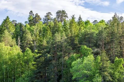 Beautiful view of dense green forest with tall trees on cloudy sky background. Fotos de archivo