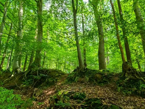 Beautiful view into a dense green forest with bright sunlight casting deep .. Stock Photos