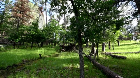 Beautiful view of Devil's Tower National Monument trail around the mountain Stock-Footage 133435598