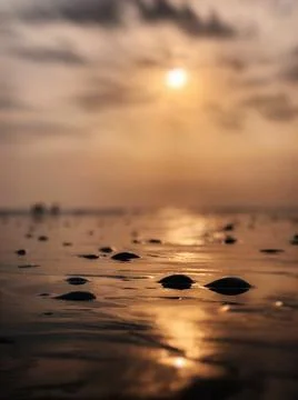 A beautiful view of different kinds of shells laying on the beach Stock Photos