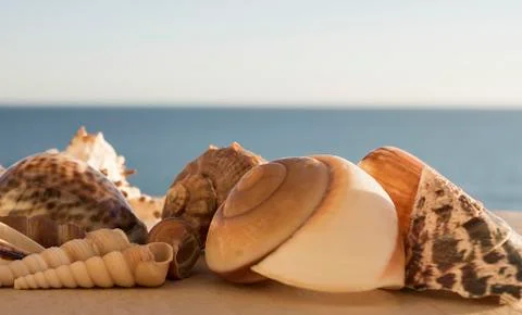 Beautiful view different sized multi-colored seashells on blue sea and sky. Stock Photos