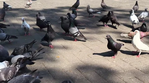 Beautiful view of doves flying in the city park area (1) Stock Footage 320373768
