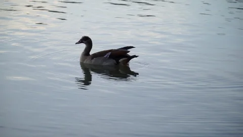 A beautiful view of a duck floating on water Stock Footage 107925352
