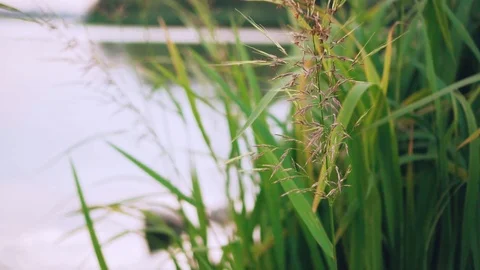 Beautiful view due to green grass lettuce growing near the lake and hands Stock Footage 100070524