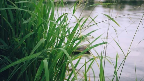 Beautiful view due to green grass lettuce growing near the lake and hands Stock Footage 100070583