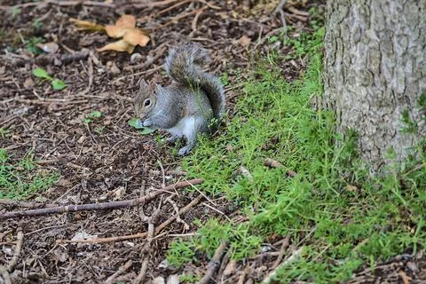 Beautiful view of eastern gray tree squirrel (Sciurus carolinensis) eating nuts Foto stock