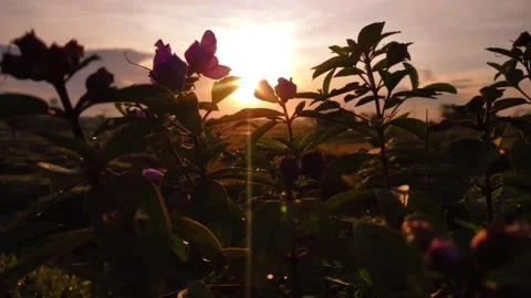 Beautiful view in the evening 库存影片 220888953