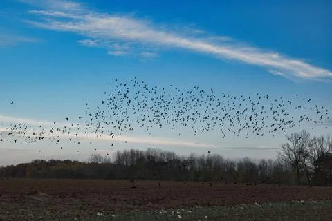 Beautiful view of a field and a flock of birds flying in the sky in Plancenoit, Stock Photos