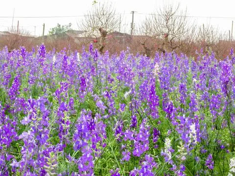 A Beautiful view of a field of baikal skullcap Stock Photos