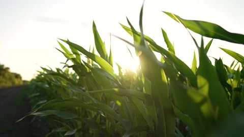 Beautiful view of the field, corn farm. Green leaves of corn at sunset. Young Video stock 252108992