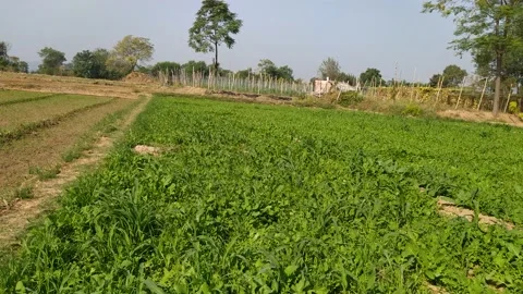 Beautiful view of a field. Stock Footage 143719470