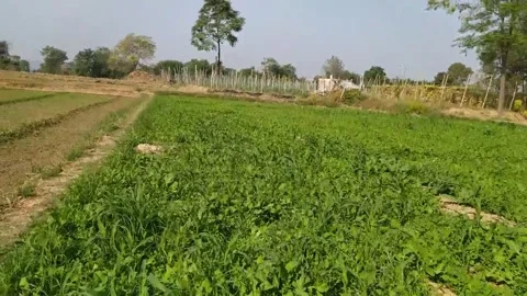 Beautiful view of a field. Stock Footage 143719483