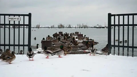 Beautiful view at the flock of ducks along the harbor in winter season Stock Footage 147156297