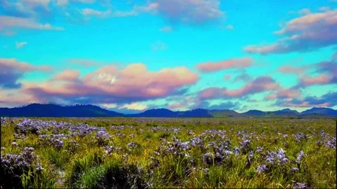 Beautiful view of flower fields and mountains with sky Stock Footage 245847663