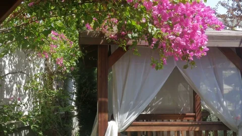 Beautiful view of a flowering tree and a tent with white curtains on the beach Stock Footage 80365500