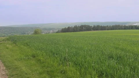 Beautiful view of the forest and green grass in daytime Video stock 89923172