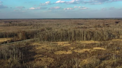 Beautiful view of the forest and trees, Car passing through the forest. Stock Footage 153801317