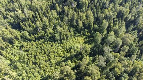 Beautiful view of the forest from the drone Stock Photos
