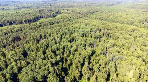 Beautiful view of the forest from the drone Stock Photos